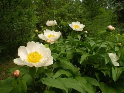 Пион уклоняющийся Марьин Корень / Paeonia anomala | Декоративные растения и  кустарники , каталог саженцев \"Вострасад\"