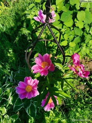 Вертикордия — Пион уклоняющийся или Марьин корень (Paeonia anomala)