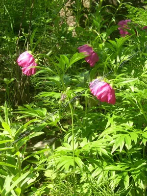 Марьин корень или пион уклоняющийся (Paeonia anomala) Stock Photo | Adobe  Stock