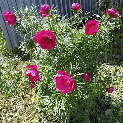 Марьин корень или пион уклоняющийся (Paeonia anomala) Stock Photo | Adobe  Stock