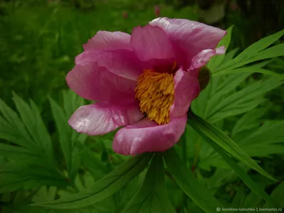 Пион уклоняющийся Марьин Корень / Paeonia anomala | Декоративные растения и  кустарники , каталог саженцев \"Вострасад\"