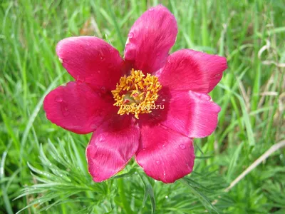 Пион уклоняющийся, или марьин корень (Paeonia anomala)