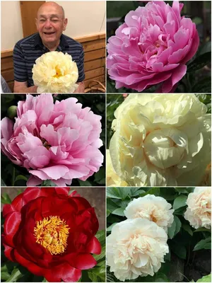 Белые Двойные Цветки Paeonia Lactiflora Цветущее Растение Пиона В Летнем  Саду — стоковые фотографии и другие картинки Без людей - iStock