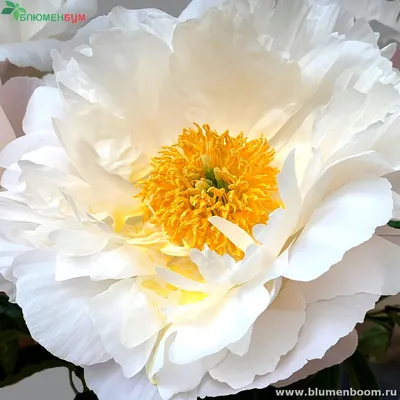 Пион Мисс Америка (Paeonia Miss America)