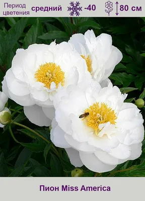 Пион Мисс Америка (Paeonia Miss America)