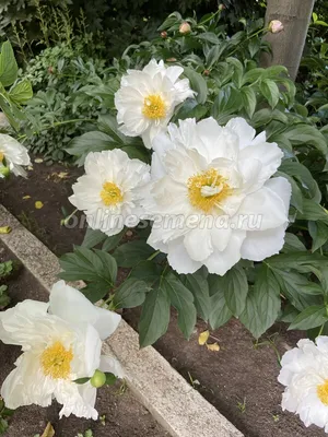 Пион Мисс Америка (Paeonia Miss America)