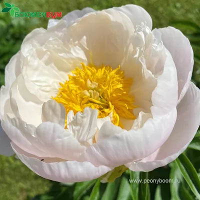 Пион Мисс Америка (Paeonia Miss America)