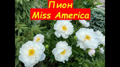 Пион Мисс Америка, корневище для посадки в грунт, Голландия Leflower  35142734 купить в интернет-магазине Wildberries