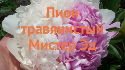 Пион молочноцветковый Мистер Эд – Арт'С Сад