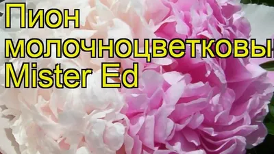 Пион Мистер Эд (Paeonia Mister Ed)