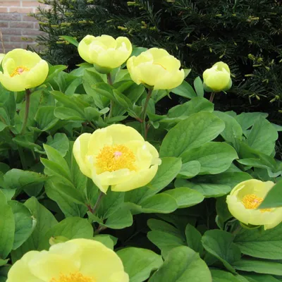 Пион Млокосевича (Paeonia mlokosewitschii)