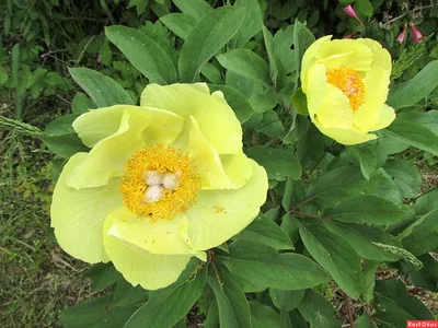 ᐅ Пион \"Млокосевича\" (Paeonia mlokosewitschii) купить по цене производителя  ✓доставкой почтой в магазине ❀Пролисок❀ Украина - Интернет-магазин  «Пролисок» - садовые растения почтой