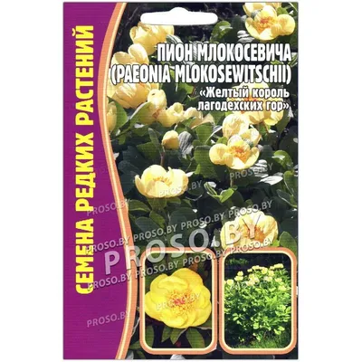 ᐅ Пион \"Млокосевича\" (Paeonia mlokosewitschii) купить по цене производителя  ✓доставкой почтой в магазине ❀Пролисок❀ Украина - Интернет-магазин  «Пролисок» - садовые растения почтой