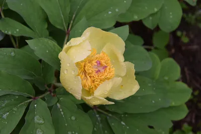 Редкие семена Пион Млокосевича (Paeonia mlokosewitschii) 3шт.