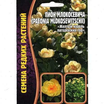 Paeonia mlokosewitschii - Изображение особи - Плантариум