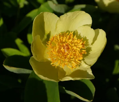 Paeonia mlokosewitschii - Изображение особи - Плантариум