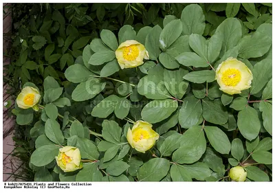 Фотография Пион Млокосевича (Paeonia mlokosewitschii) Аптекарский огород,  Москва | Фотобанк ГеоФото/GeoPhoto | GetImages Group