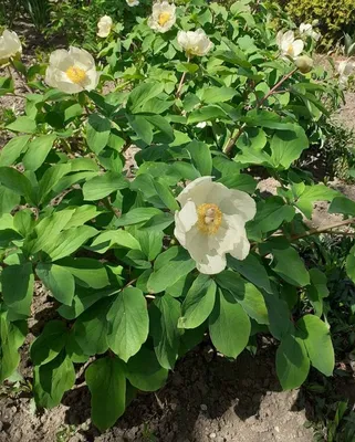 Paeonia mlokosewitschii - Изображение особи - Плантариум