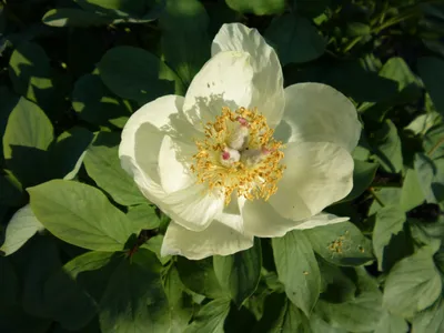 Крупный план цветка пиона млокосевича paeoniaceae paeonia mlokosewitschii  lomak | Премиум Фото