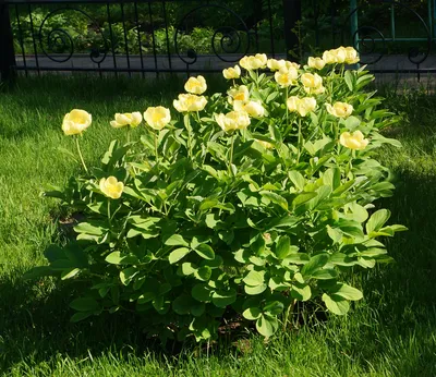 Новинка в коллекции Пионов - Пион лекарственный (Paeonia officinalis)  Новости Интернет-магазин «Пролисок» - садовые растения почтой