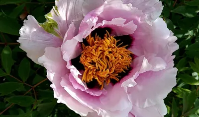 Paeonia mlokosewitschii - Image of an specimen - Plantarium