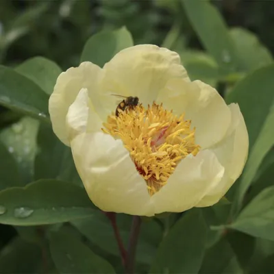 Пион Млокосевича (Paeonia mlokosewitschii)