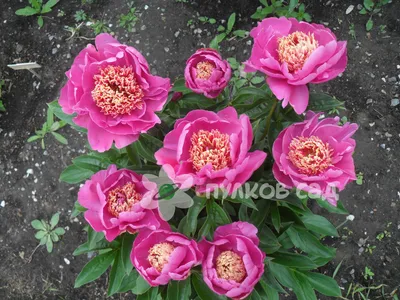 File:Paeonia 'Neon' 02.JPG - Wikimedia Commons