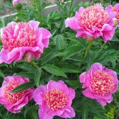 File:Paeonia 'Neon' 01.JPG - Wikimedia Commons