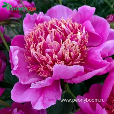 Пион молочноцветковый 'Neon' — Paeonia lactiflora 'Neon', … | Flickr