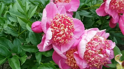 Пион Неон – Paeonia Neon