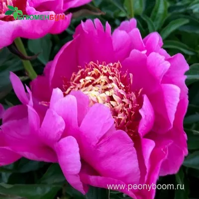 File:Paeonia 'Neon' 04.JPG - Wikimedia Commons