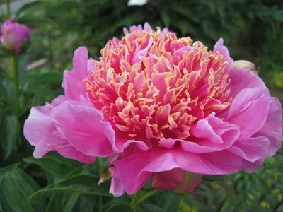 Пион Неон – Paeonia Neon