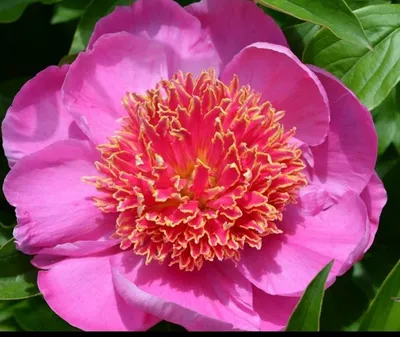 Paeonia 'Neon' - Садовые ноты