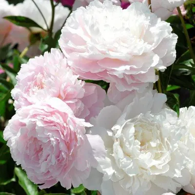 Luchshiy pion Ник Шейлор - пионы - My Peony Society