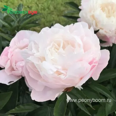 Пион Ник Шейлор – Paeonia Nick Shaylor