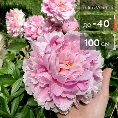 Пион молочноцветковый Ник Шейлор. Краткий обзор, описание paeonia  lactiflora Nick Shaylor - YouTube