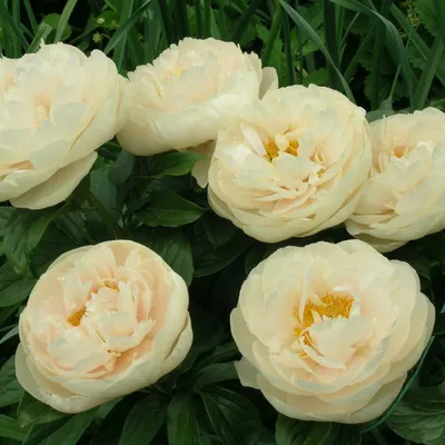 ᐅ Пион \"Пастелеганс\" (Paeonia \"Pastelegance\") купить по цене производителя  ✓доставкой почтой в магазине ❀Пролисок❀ Украина - Интернет-магазин  «Пролисок» - садовые растения почтой
