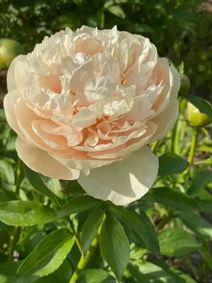 Пион Пастелеганс – Paeonia Pastelegance