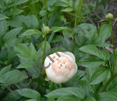 Пион Пастелеганс (Paeonia Pastelegance) - YouTube