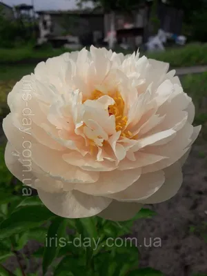 Пион Пастелеганс (Paeonia Pastelegance).