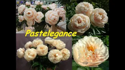 Травянистые : Пион Pastelegance-Пион Пастелеганс