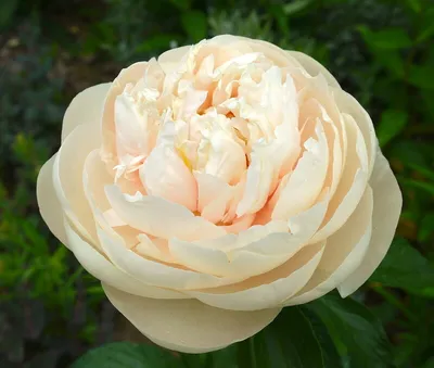 Пион Пастелеганс – Paeonia Pastelegance