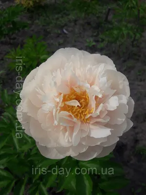 Пион Пастелеганс – Paeonia Pastelegance