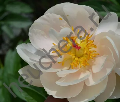 Pasteleganse peony пион Пастелеганс видео 11 02 20 - YouTube