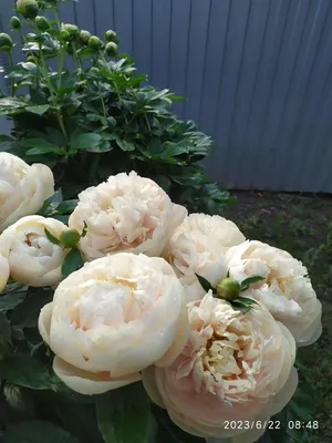 Саженцы Пион Гарден Треже купить саженецы в Крыму цена: 650 ₽. Отправка  почтой