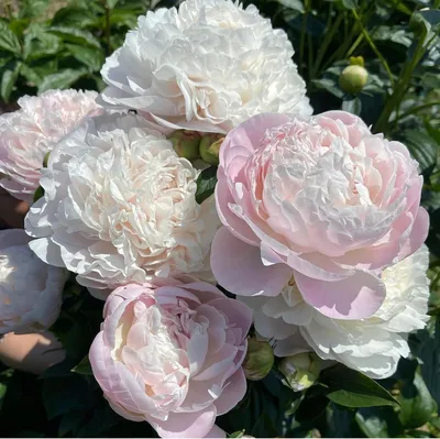 Пион Пастель Элеганс Pastel Elegance
