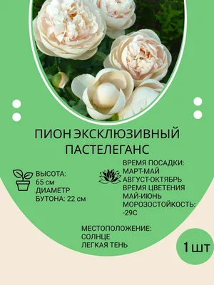 пионы, набор пионов, ориентал голд, пастелеганс, бартзелла, мисс  конджиниэлити, этчед салмон, канарский бриллиант - Экзотик Флора