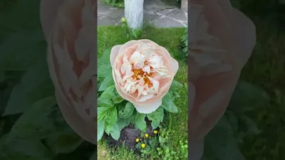Пионы Пастелеганс из флористической глины холодный фарфор в  интернет-магазине на Ярмарке Мастеров | Цветы, Москва - доставка по России.  Товар продан.