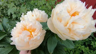 Пион Пастель Элеганс Pastel Elegance ROYAL PLANTS 83807097 купить за 1 022  ₽ в интернет-магазине Wildberries