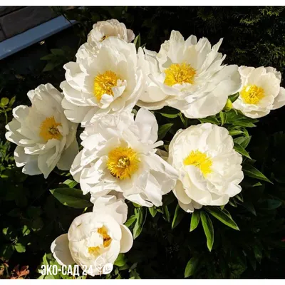 Пион Пастелеганс (Paeonia Pastelegance). - YouTube
